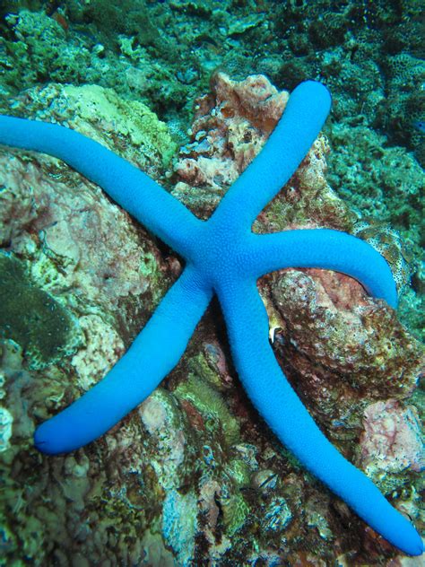 Blue starfish | Ocean creatures, Starfish species, Underwater creatures