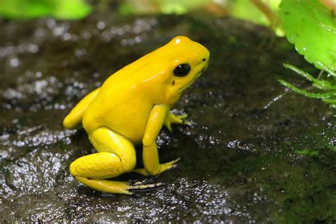 Yellow Frogs