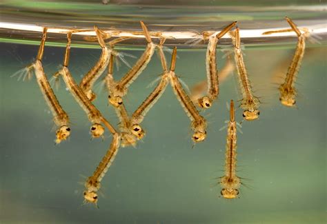 How to Get Rid of Mosquito Larvae in Pools: A Guide