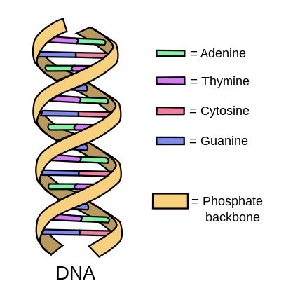 Dna Double Helix