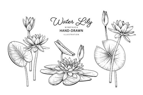 Premium Vector | Water lily flower drawings.