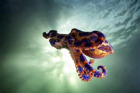 Blue-Ringed Octopus (Hapalochlaena sp.) - SLS Beachsafe