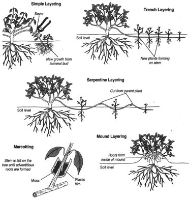 Plant Propagation Methods - Resource Central