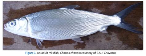 FAO: Milkfish home