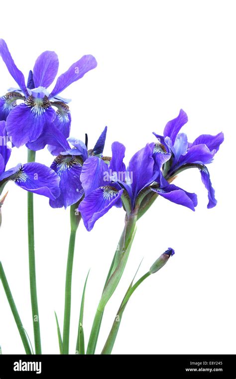 Blue Iris Bouquet. Isolated on white Stock Photo - Alamy