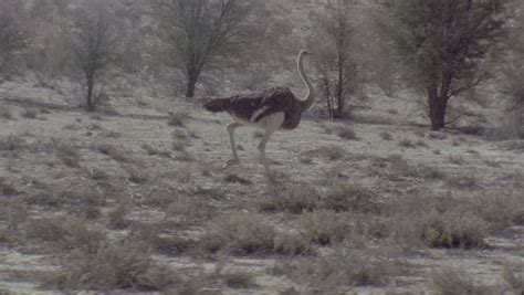 ostrich running full speed across frame Stock Footage Video (100% ...