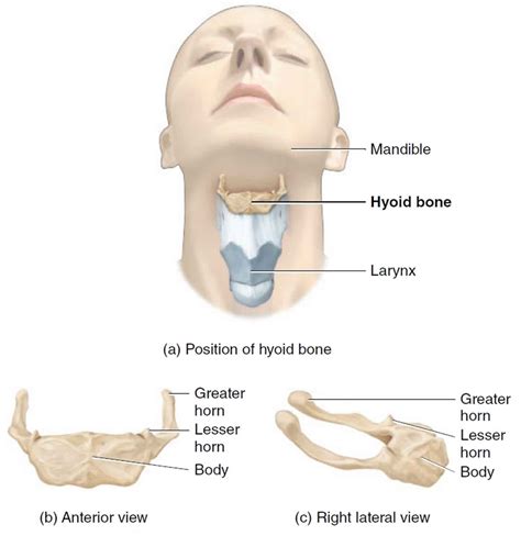 Hyoid Bone On Skeleton