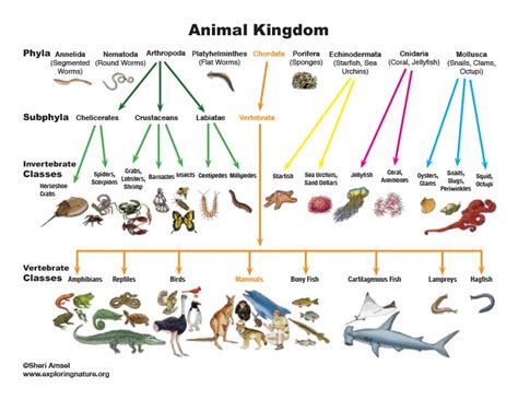 Animal Kingdom Taxonomy