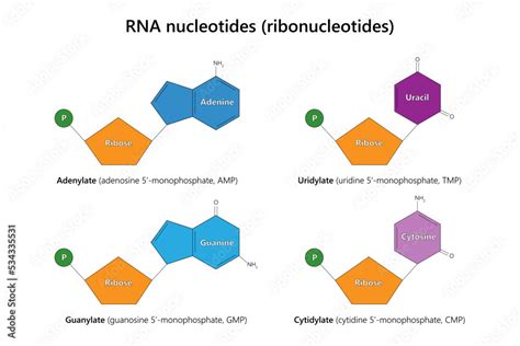 RNA nucleotides (ribonucleotides). Vector illustration. Stock Vector ...