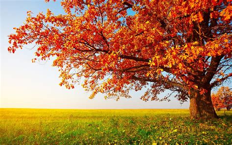 7 Autumn Tree, autumn oak tree HD wallpaper | Pxfuel