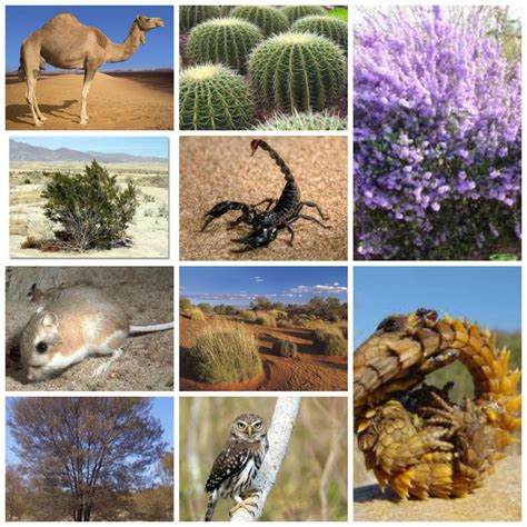 Top 96+ Pictures Desert Plants List With Pictures Latest