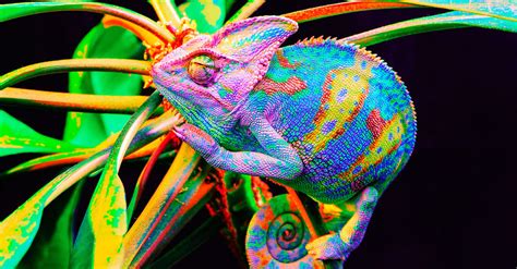 Chameleons