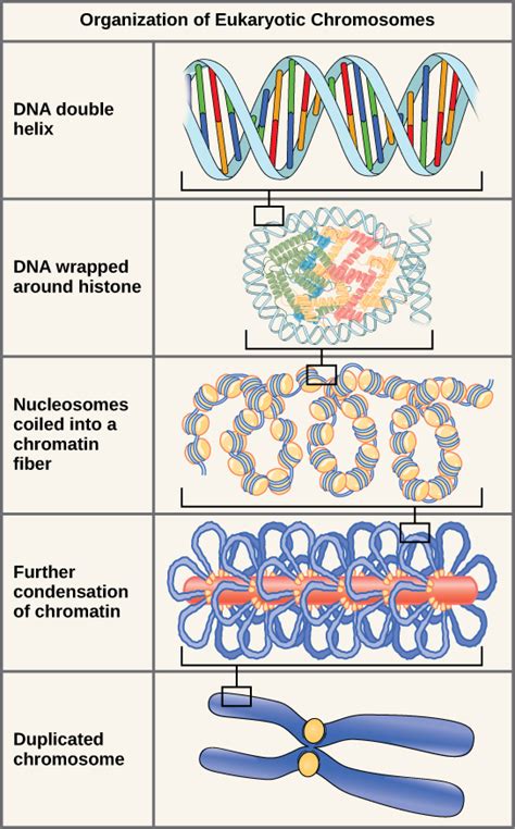 Reading: DNA Packaging in Eukaryotes and Prokaryotes | Biology I