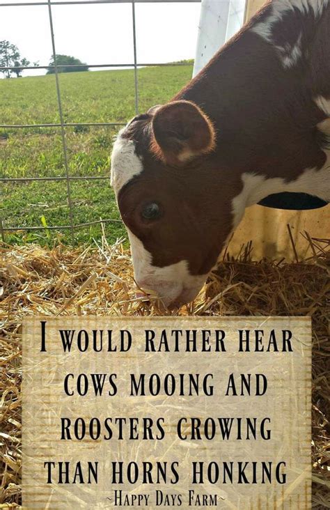 Cow Quotes - ShortQuotes.cc