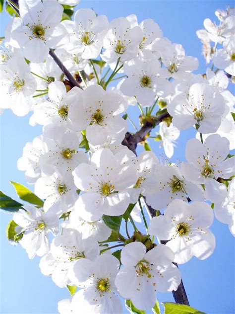 flores brancas Spring Flowers, White Flowers, Red Roses, Beautiful ...