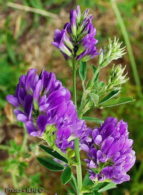 Lucerne Plant Its Properties And Medicinal Uses | Healthy Tactic