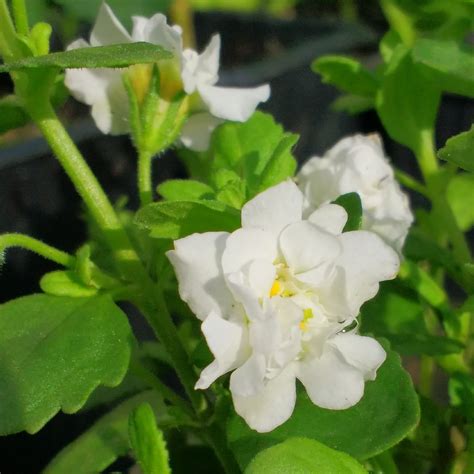 Bacopa Baristo Double White, Bacopa Baristo Double White in GardenTags ...