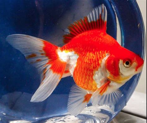 Ryukin Goldfish | Fancy Goldfish | Rare Goldfish | DiscusGuy