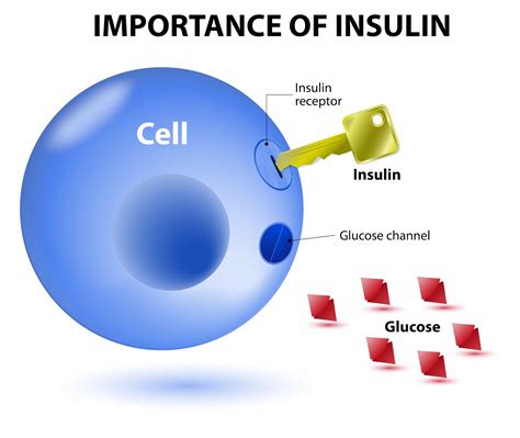 Interesting Green: Insulin index