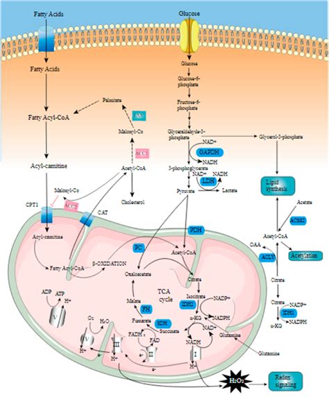 Lipid metabolism signaling pathway... | Download Scientific Diagram