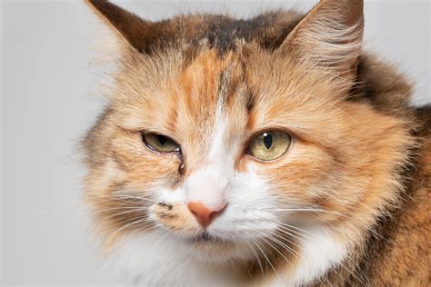 Eye inflammation in cats