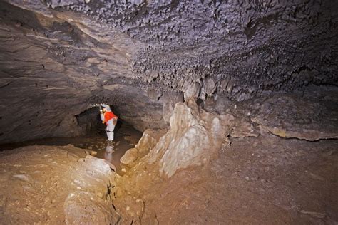 Rayonier Joins Wildlife Experts to Protect Forest Bat Cave | Stories