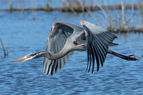 Great Blue Heron in Flight DMSB0151 Photograph by Gerry Gantt - Fine ...