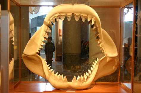 Ancestral Great White Shark Teeth | Megalodon y Disenos de unas