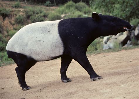 ENCYCLOPEDIA OF ANIMAL FACTS AND PICTURES: TAPIR