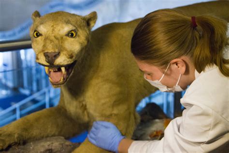 Student Extracts Nittany Lion Genome For Research Project