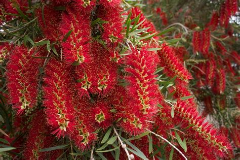 Callistemon viminalis - Melaleuca viminalis | North Carolina Extension ...