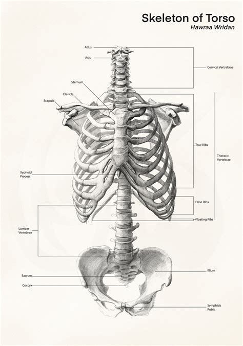 ArtStation - Human Skeleton Torso