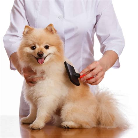 Top-10 Best Dog Brushes For Shedding & Short Hair 🦴 GoodPuppyFood