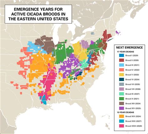 Cicada Map 2024 Usa Today - Abbe Mariam