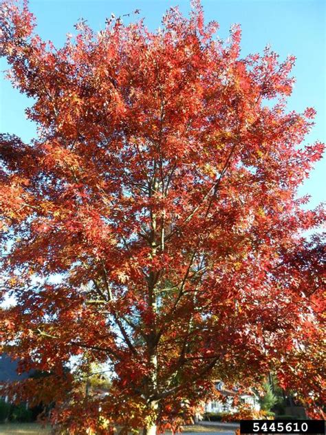 Quercus palustris ︎ Pin Oak | UNL Gardens | Nebraska