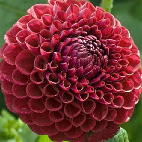 Dahlia 'Cornel' - Rose Cottage Plants