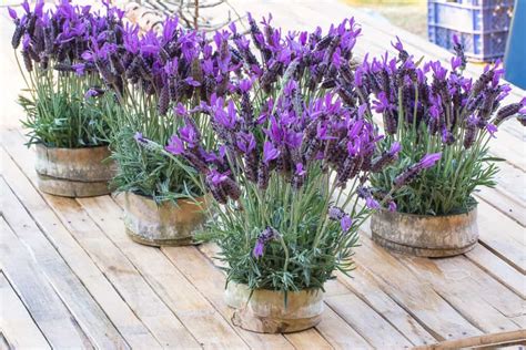 Rosemary vs. Lavender: The Key Differences - A-Z Animals