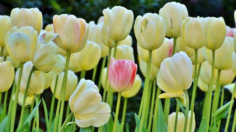 Download White Flower Flower Nature Tulip HD Wallpaper