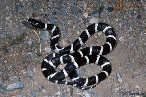 California Shovel-nosed Snakes