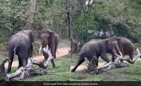 ''Clash Of Titans'': Video Of Two Elephants Ferociously Fighting Each ...