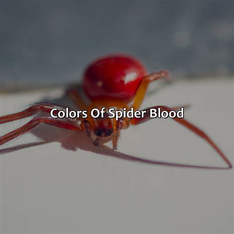 What Color Is Spider Blood - colorscombo.com