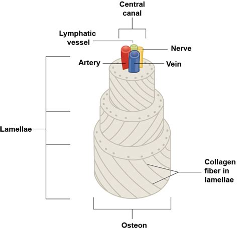 Lamellae Bone