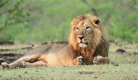 Gir National Park: Only Wildlife Sanctuary to Spot Asiatic Lion in the ...