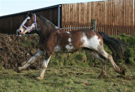 Clydesdale horses, Horses, Horse breeds