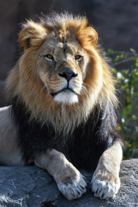 Black Maned Lion 485 Photograph by David Drew | Pixels