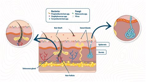 The Skin Microbiome | Technology Networks