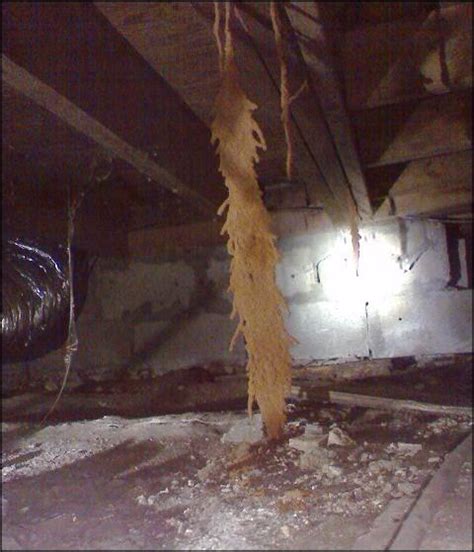 What Are Termite Mud Tubes | Signs Of Termite Infestation | Orkin