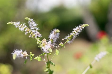 Black Cohosh: Benefits, Uses, Side Effects, and More