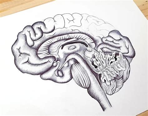 Human Brain Pencil Drawing