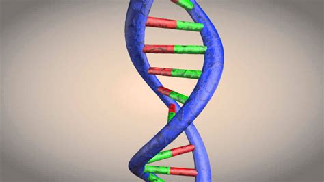 Why Is Dna Called A Double Helix Structure - Design Talk